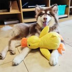 Plush Duck Dog Toy Squeaky Stuffed Puppy Chew Toy Soft Pet Companion