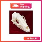 Clloeat Taxidermy Real Animals Skulls  Real Bones Specimen  Taxidermy Supplies F