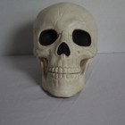 Anatomical Skull Replica Halloween Prop Decoration Medical Model 6 Inch