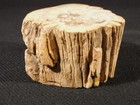 Perfect  Bark  191 Million Year Old Polished Petrified Wood Fossil 389gr