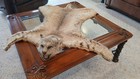 Bobcat Rug Mount Skin Pelt Taxidermy Vintage Rustic Cabin Wall Display Decor Fur