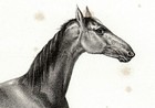 Horse Barb  Barbary Coast Africa  Rare Antique 1840s Fine Copper Engraving Print