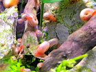 10 1 Pink Ramshorn Snails - Tank Bred