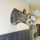 Taxidermy Wild Black Boar Pig Professional Wall Hanging Head Mount Vintage