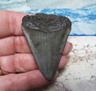 Great White Shark Tooth 2 1 16  Sharks Teeth Big Real Megalodon Fossil Diver Gem