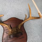 Deer Antler Mount 6 Point Brown Rustic Wood Plaque Taxidermy Vintage Wall Art