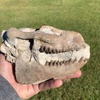Fossil Oreodont Skull  Merycoidodon  White River Badlands  Nebraska