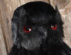 Beautiful Lifelike Detail 14  Artificial Standing Midnight Black Hoot Owl