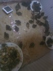 12 Fertilized Quail Eggs Consumption Or Incubation Multicolor Shells Topujss