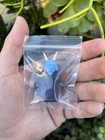 Lego Star Wars Light Custom Lc Blue Mas Amedda Variant Custom Minifigure Rare