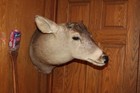 Corner Whitetail Deer Head Shoulder Mount Taxidermy Mount Antler Hunt Rack Mule