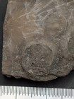 Two Edrioasteroids - Isorophus Cincinnatiensis - Ordovician- Cincinnati  Ohio