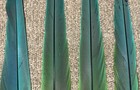 5 Naturally Molted Blue  Green   Yellow Hybrid Macaw Feathers 13   -19 5   