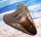 Megalodon Shark Tooth 4  Shark Teeth Huge Jaw Fossil Stunning  Polished