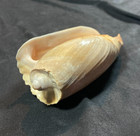 Volutidae Cymbium Cymbium Female 160mm Dakar Senegal 2015 - Nice Flesh Colors