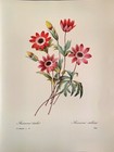 P J Redoute Flowers Anemone Stellata Botanical Art Original Book Plate Print 6