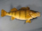 Real Skin Yellow Perch Fish Mount 10 1 4  Long