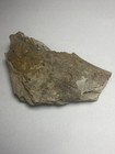 Tyrannosaurus Rib Montana