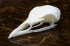Turkey Skull Replica  meleagris Gallopavo Domesticus display Prop Replica