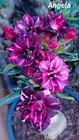 Adenium Obesum Desert Rose Purple black Set   5 Types   Each 40 Total 200 Seeds