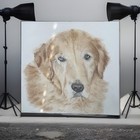 Realistic Pet Drawings Made To Order Pet Portraits 