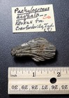 Killer 3d Crinoid Pachylocrinus Aequalis From Crawfordsville  Indiana