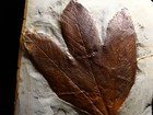 Magnificent Leaf Fossil  Morton Co   Montana