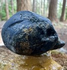 Rare Museum-grade 32g Complete Fossil Fish     Mineralized   Blakeley Formation