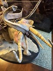 Lord Of The Rings Mumak Of Harad Sideshow Weta Polystone Statue Low Serial