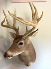 12 Point Buck White Tail Deer 19 25 Spread Taxidermy Man Cave Home Decor 