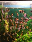 Beautiful  Tricolor Koi Blushing  Standard Fin Angelfish Dime Size Body  4 Fish 