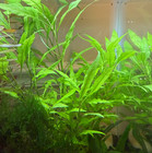 Hygrophila - Live Aquatic Plant  Live Aquarium Plant