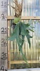 Platycerium Staghorn Wallinckii  4