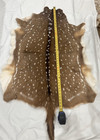 Axis Deer Skin Hide 46  X 35  From Hunt  Tx Ranch