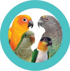 Kaleidoballs  4 Pack Bird Toy  Parrot Bird Foot Toy Parrot Toy Foraging Bird Toy