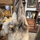 Red Fox  Hybrid Pelt
