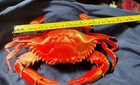 New Full Size Orange 3d Printed Female Crab