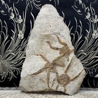 Marine Fossil - Mortality Plate Of 3 Brittle Starfish On Matrix