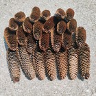 Giant Pine Cone Lot - 25 Pc 7-8  Natural Michigan Pinecones For Crafts   Decor