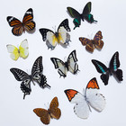 20pcs Of Real Dried Dead Butterflies With Spread Wings Shaped Natural