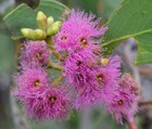 25x Eucalyptus Albopurpurea Seeds -  purple-flowered Mallee Box 