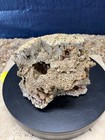 5 6  Silicified Coral Fossil Favosites Ordovician  450  Million Years Old 
