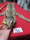 Tanned Bobcat Pelt With Feet Claws Winter Fur Animal Good Leather New Shippment