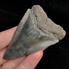 Unique Nc Great White Shark Tooth Fossil Sharks Teeth Fossils Ocean Gem Ancient