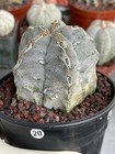 Astrophytum Myriostigma Seedgrown   Live Cactus   Rare Astrophytum  20