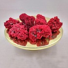 Red Pipe Organ Coral Fragment Tubipora Musica  1 Coral Approx  2  Inches 