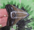 Megalodon Sharks Tooth Pendant Polished Beauty Fossil Sharks Teeth Tooth