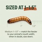 Superworms - Medium 100 Count
