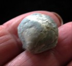 Brachiopod-whitfieldella Nitida- Silurian- Waldron  Indiana