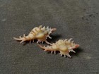 Chicoreus Saltatrix 46-51 Mm Big Size F    2 Pcs Nice Spike  pinkish Specimen